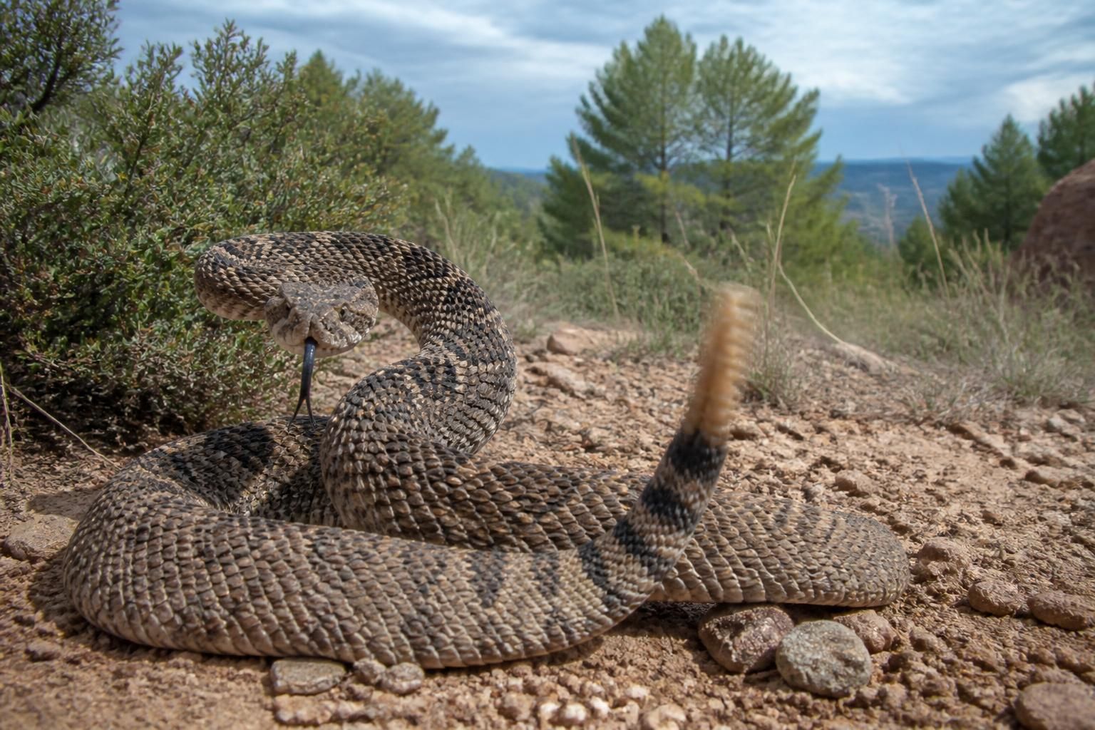 découvrez les dangers du serpent à sonnette, son bruit caractéristique et sa présence en france. informez-vous sur ce reptile venimeux et comment réagir en cas de rencontre.